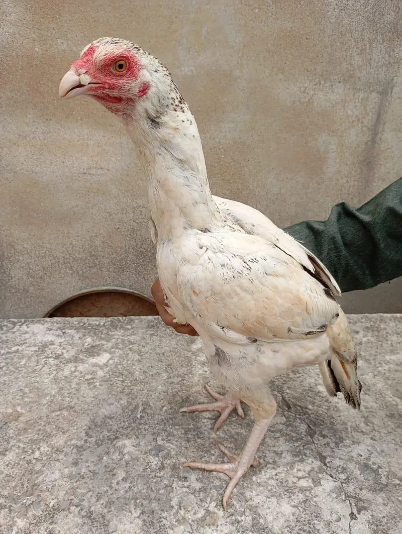 hens 3500 and roster  Murghay  4to 5000 per onefor sale — photo 11