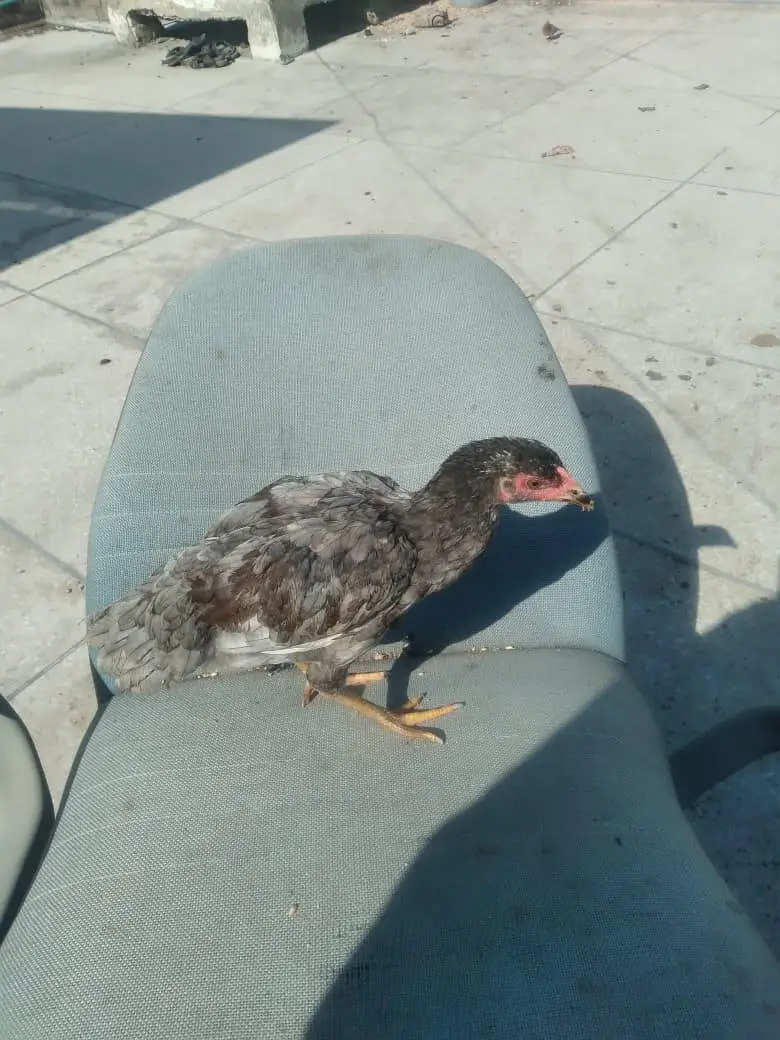 hens 3500 and roster  Murghay  4to 5000 per onefor sale — photo 12