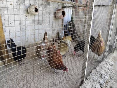 Golden misri Egg laying hen 1 rooster 5 hen fully vaccinated 1500 each