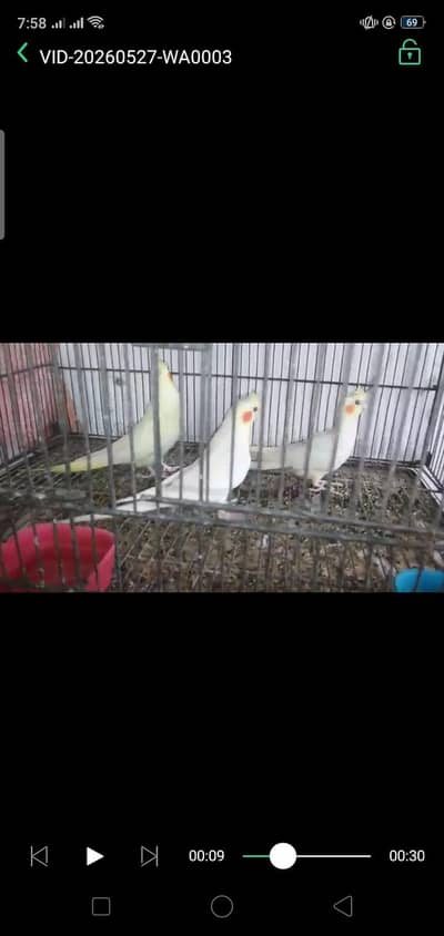 cockatiel breeder pair with chick