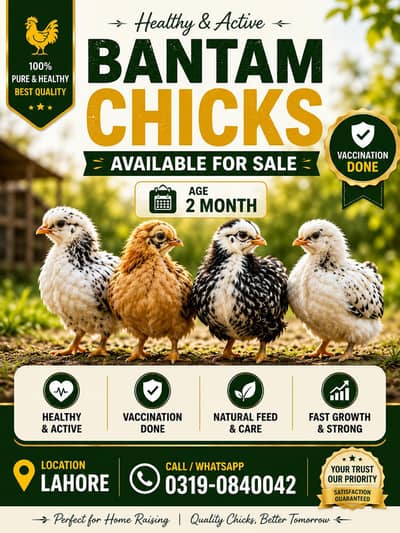 Bantam Fancy Chicks | Chicks | Bantam Chicks | Bantam Chicken Chicks