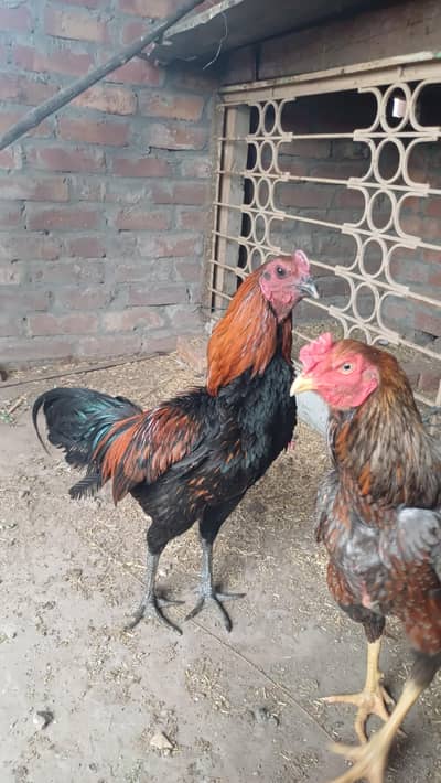 Dragon male for sale & dragon chicks 2.5 months & 1 month available