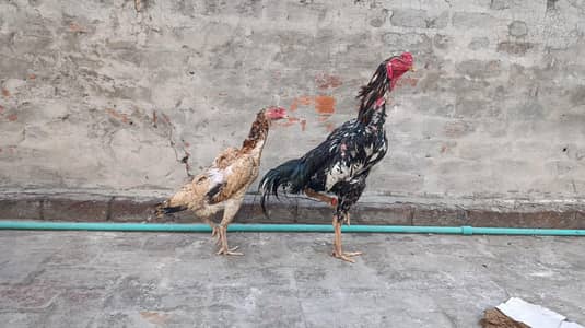 Shamo Aseel Pair