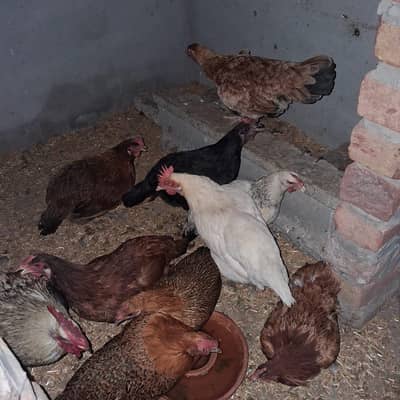 10 Hens 9 female one male 3 chicks per hen 2000 contact 03002335810