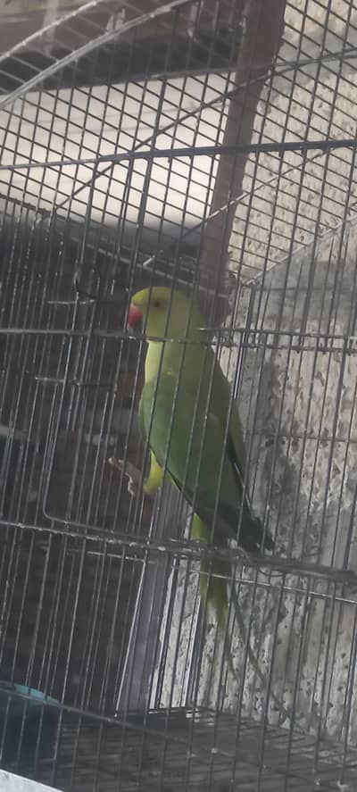 parrot sale