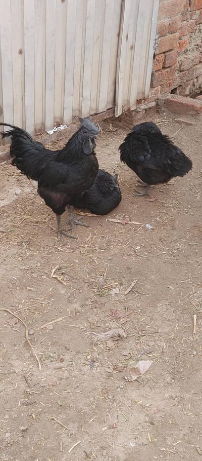 ayam cemani trio set