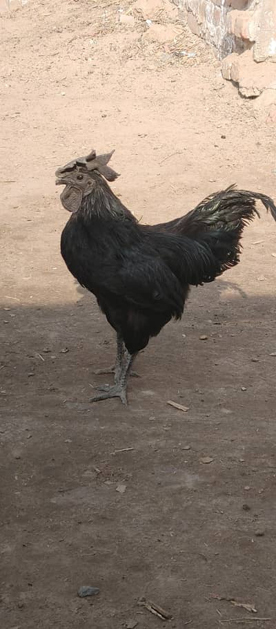 ayam cemani | trio set | Ayam Cemani Pure Breed |black dragon ka pathy