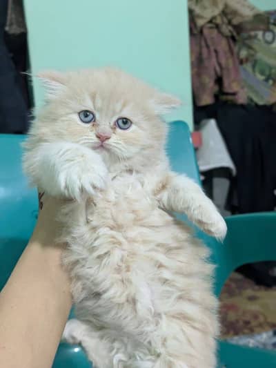 Persian Cats ( Triple Coated )