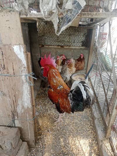 hens with chicks