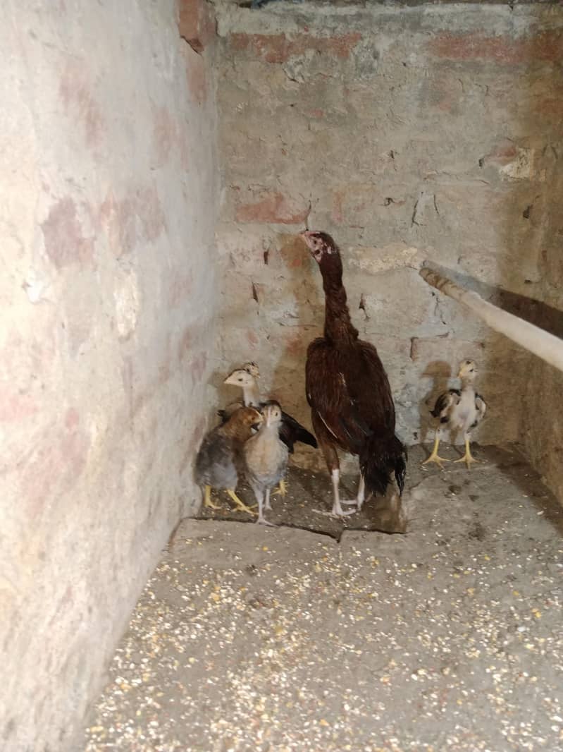 hens with chicks 1