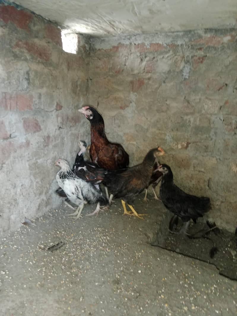 hens with chicks 2