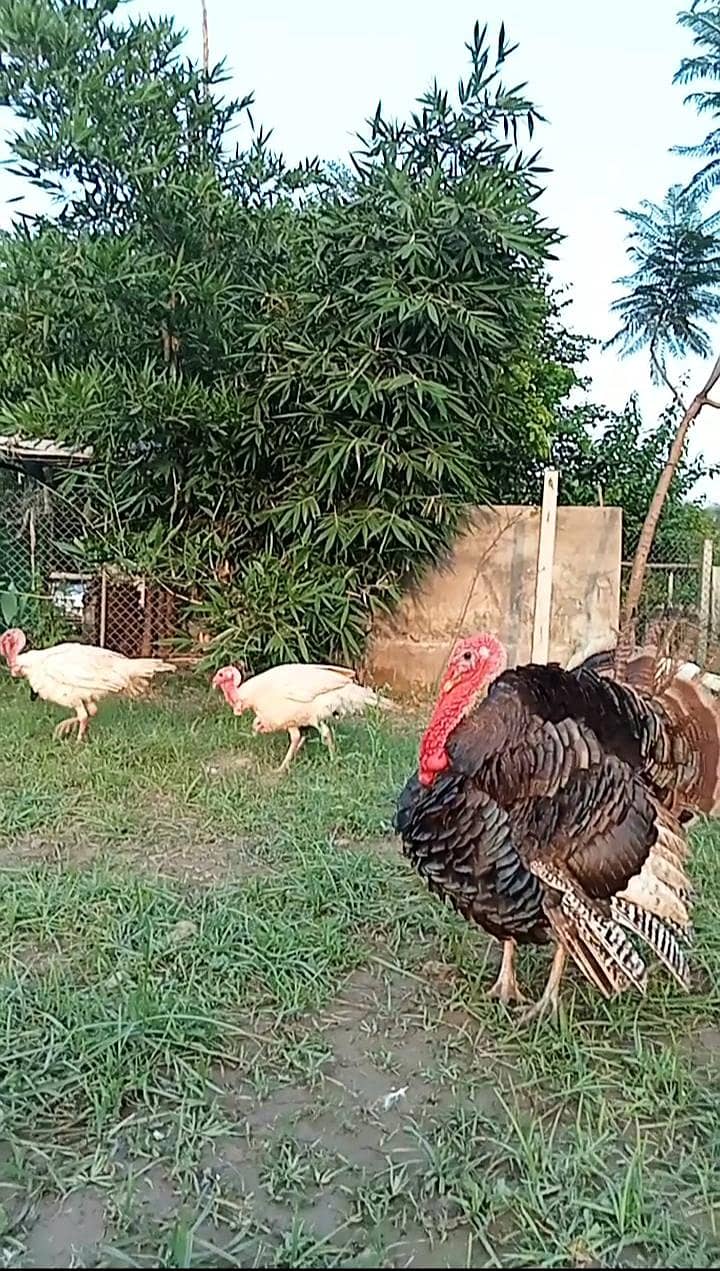turkey chicks 1