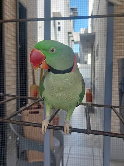 Raw parrot pair with 2 cages