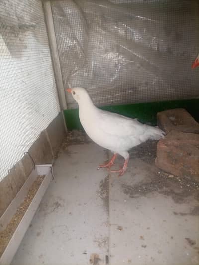 American White Chakor