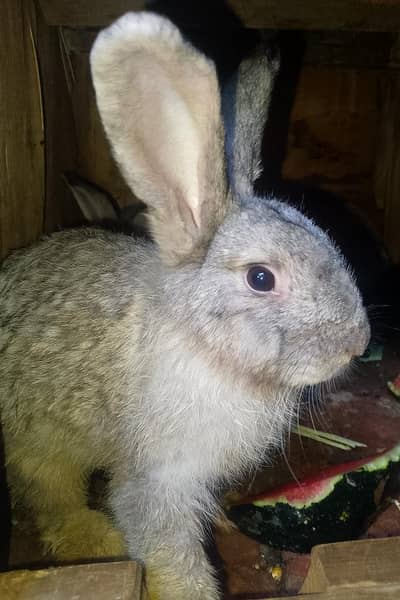 Flemish Gaint Rabbit Bunnies Only Female Available 4 Month