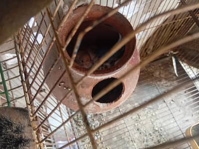budgie breeder pair