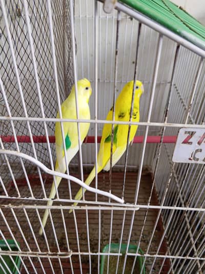 Adult pair
