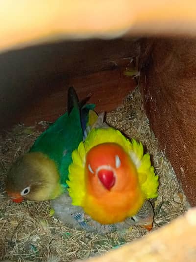 2 breeders pair with cage