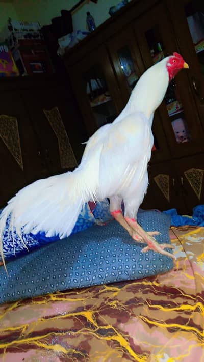 aseel Hira