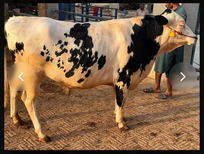 A massive, black & white Australian bull  547 KG live weight