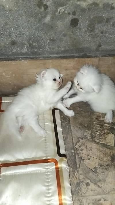 1 month age h female h bht achaaa  active healthy h