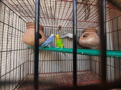 budgies pair