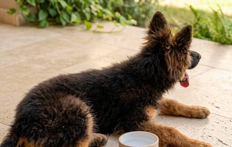 German shepherd Male pup 03134111831