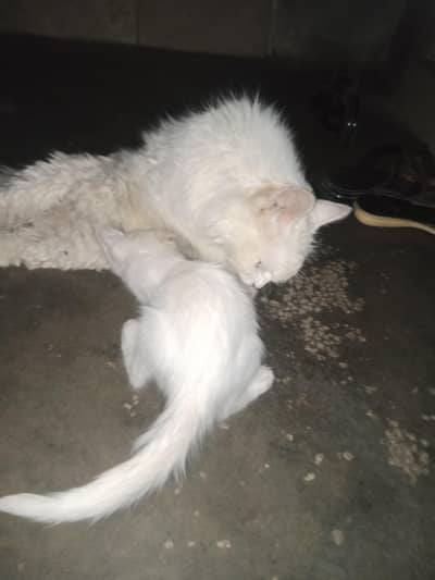 2 bili female hen dono maa beti