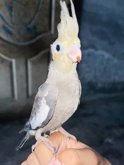 Cocktail parrot for sale handtame