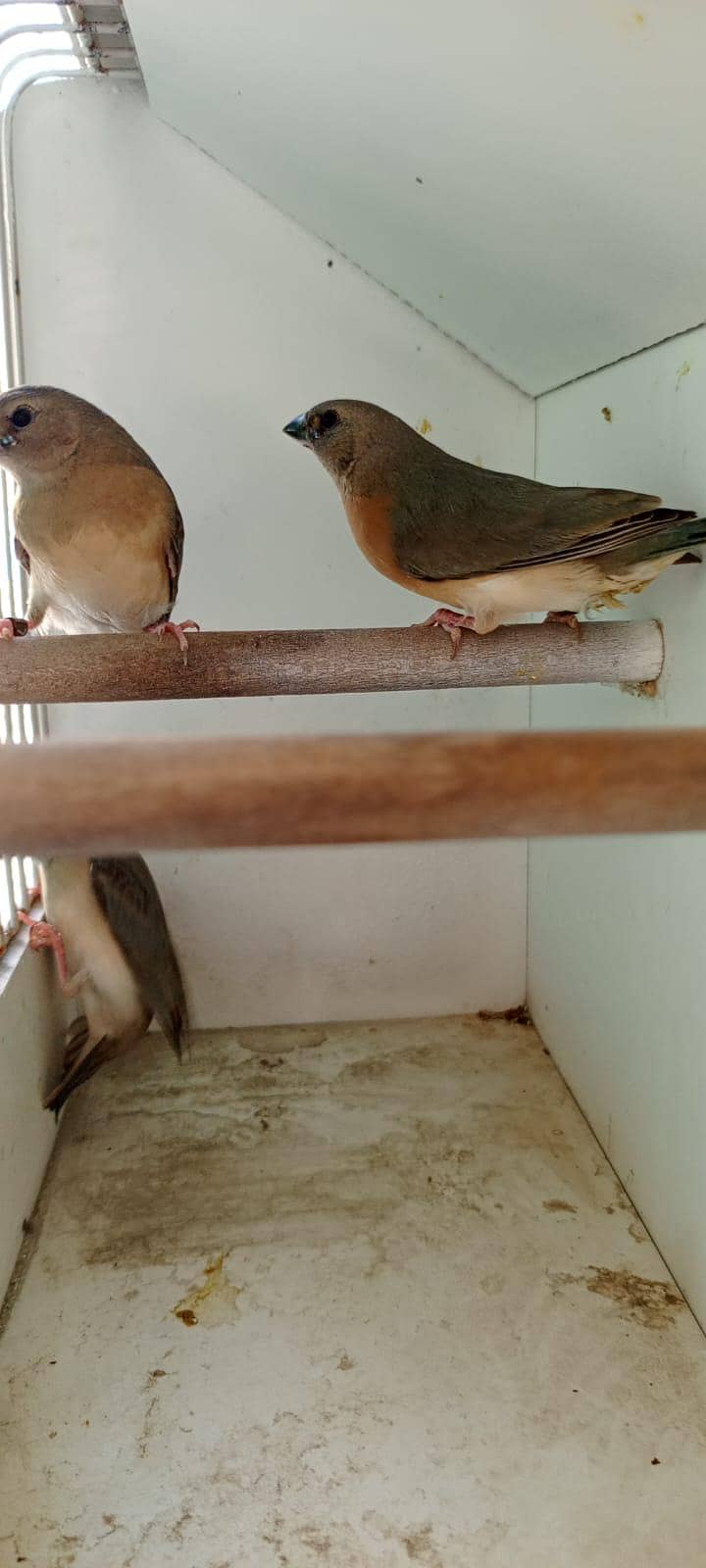 Blue Gouldian & Split pathay 0