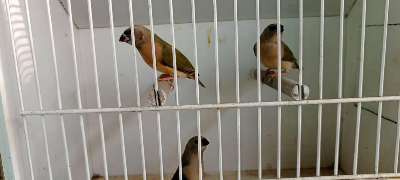 Blue Gouldian & Split pathay 1