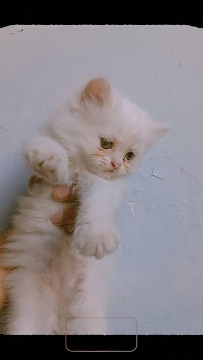Pair of Persian Cat