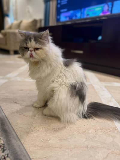 Ma Sha Allah Beautiful Female Peke peki piki Female Available