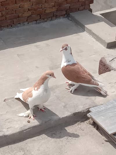 Sherazi lakky pair for sale