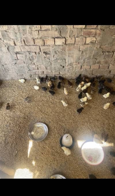 Desi (Golden Misri Chick’s) 1 day old to 30 day old chick’s