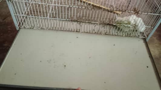 10by 10 condition strong wire cage