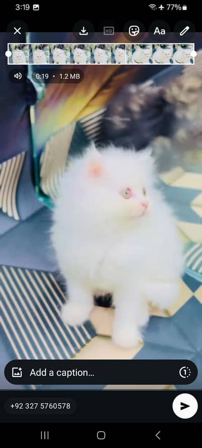 Persian cat triple kot,for sale,my WhatsApp 03481292582