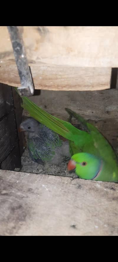 Green Parrots Chicks