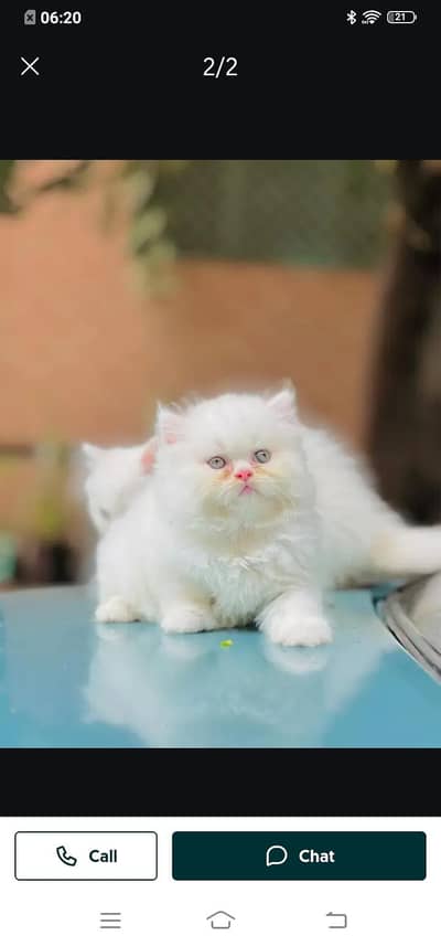 Persian cat for sale male or female my WhatsApp= number 33=13=09=17=88