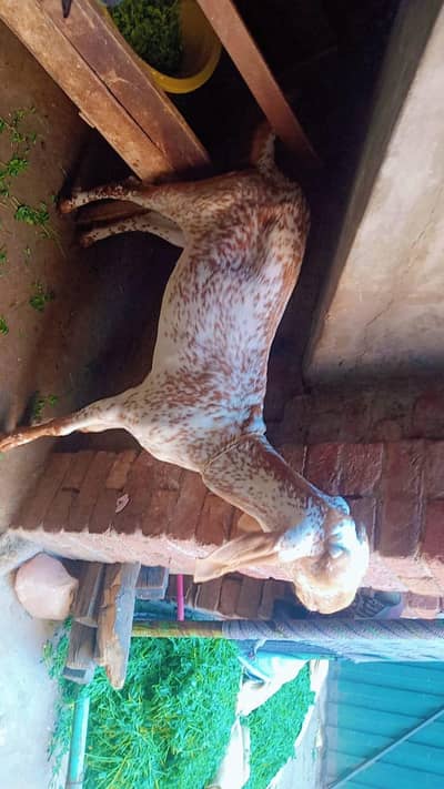 female goat
