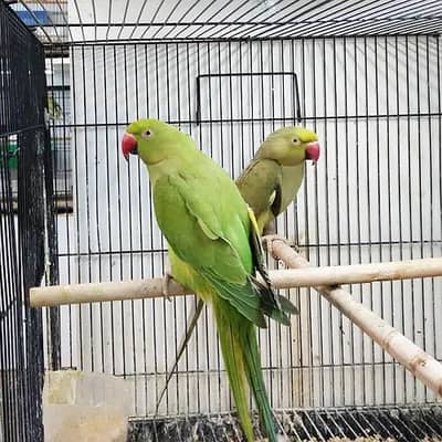 male hand tame ringneck parrot breeder pair