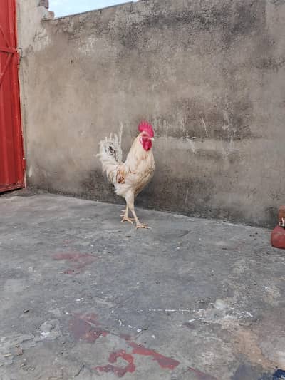Murga/ Male FOR SALE