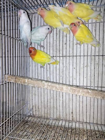 love bird's