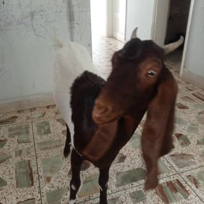 Kamori Bakri