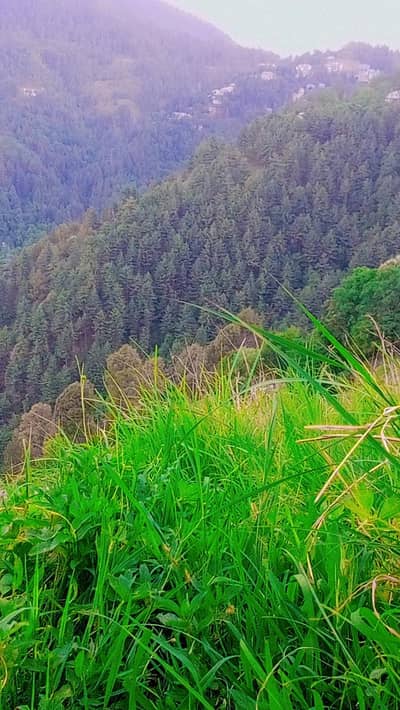i need job Murree