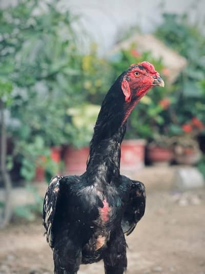 pure jerman o shamo available