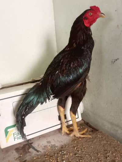 aseel murga for sale black lakha
