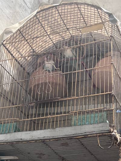Lovebird pair with cage
