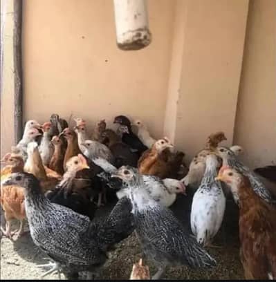 Misri Chicks Hens Available