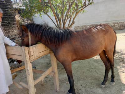 Pure Dasi horse